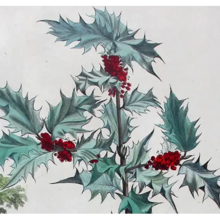 Golden Holly – Munting Antique Botanical Engraving