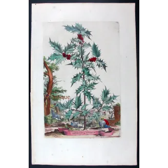 Golden Holly – Munting Antique Botanical Engraving