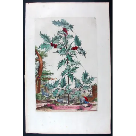 Golden Holly – Munting Antique Botanical Engraving