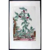 Golden Holly (Agrifolium auratum) – Abraham Munting Antique Botanical Engraving (1696)
