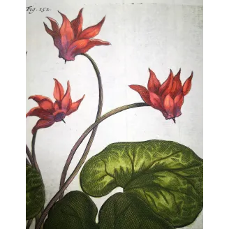 Cyclamen europaeum – Munting Antique Botanical Engraving (1696)