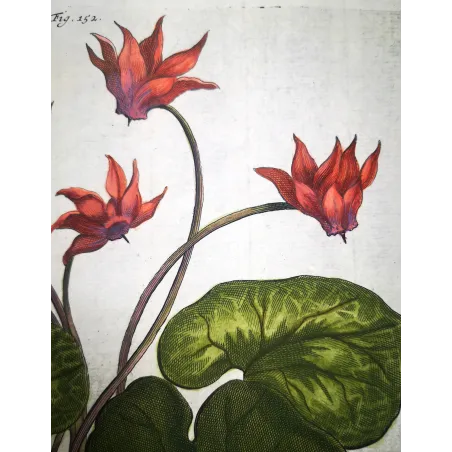 Cyclamen europaeum – Munting Antique Botanical Engraving (1696)