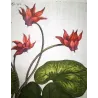 Cyclamen Plant (Cyclamen europaeum) – 17th-Century Hand-Colored Botanical Engraving by Abraham Munting