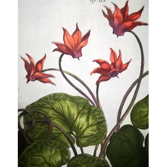 Cyclamen europaeum – Munting Antique Botanical Engraving (1696)