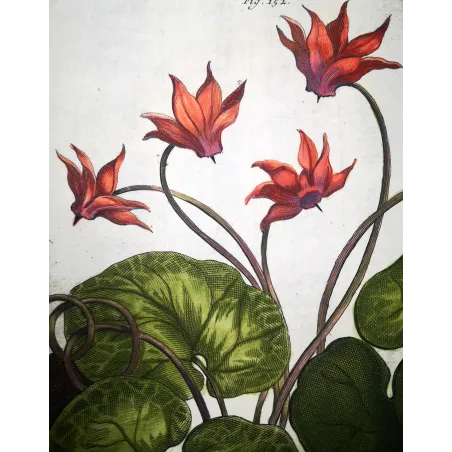 Cyclamen europaeum – Munting Antique Botanical Engraving (1696)