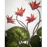 Cyclamen Plant (Cyclamen europaeum) – 17th-Century Hand-Colored Botanical Engraving by Abraham Munting