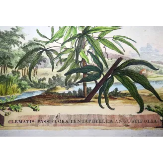 Clematis Vine – Munting Antique Botanical Engraving (1696)
