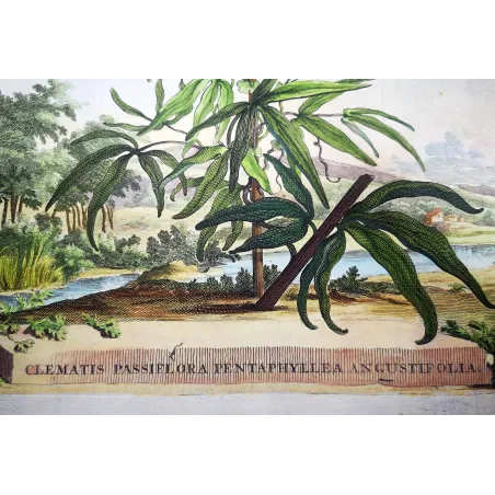 Clematis Vine – Munting Antique Botanical Engraving (1696)