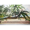 Clematis Vine (Clematis sp.) – Antique Hand-Colored Botanical Engraving by Abraham Munting (1696)
