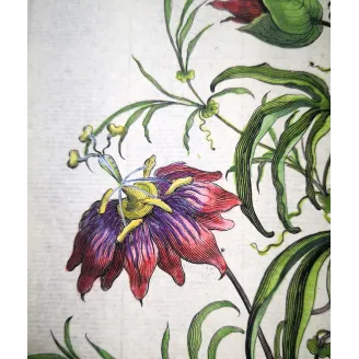 Clematis Vine – Munting Antique Botanical Engraving (1696)
