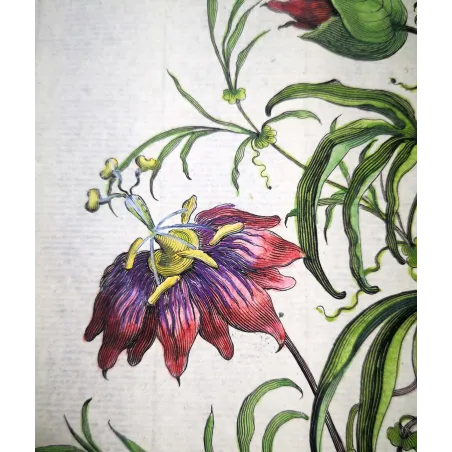Clematis Vine – Munting Antique Botanical Engraving (1696)