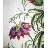Clematis Vine (Clematis sp.) – Antique Hand-Colored Botanical Engraving by Abraham Munting (1696)