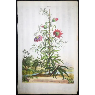 Clematis Vine – Munting Antique Botanical Engraving (1696)