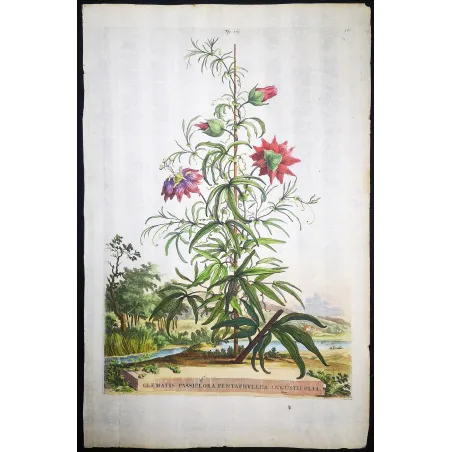 Clematis Vine – Munting Antique Botanical Engraving (1696)