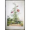 Clematis Vine (Clematis sp.) – Antique Hand-Colored Botanical Engraving by Abraham Munting (1696)