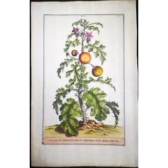 Spiny Solanum – Munting Antique Botanical Engraving (1696)