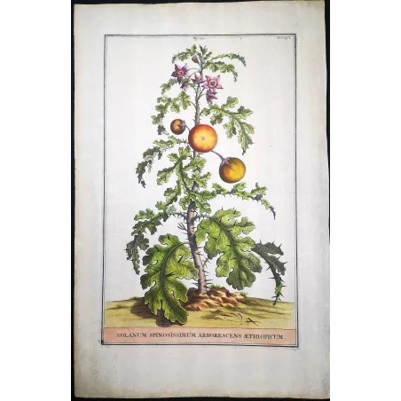 Spiny Solanum – Munting Antique Botanical Engraving (1696)