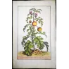 Spiny Solanum (Solanum aethiopicum) – Antique Hand-Colored Botanical Engraving by Abraham Munting (1696)