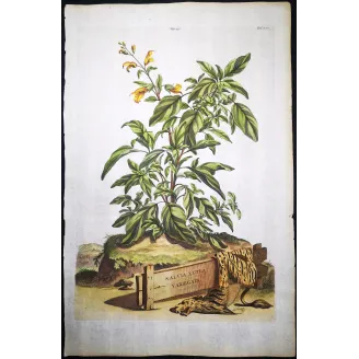 Salvia lutea – Munting Antique Botanical Engraving (1696)