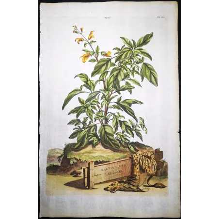 Salvia lutea – Munting Antique Botanical Engraving (1696)