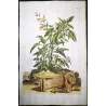 Yellow Sage (Salvia lutea) – Antique Hand-Colored Botanical Engraving by Abraham Munting (1696)