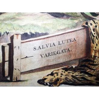 Salvia lutea – Munting Antique Botanical Engraving (1696)