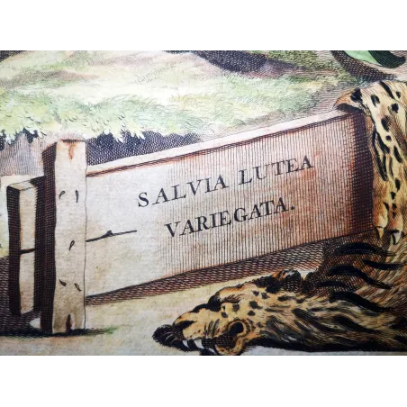Salvia lutea – Munting Antique Botanical Engraving (1696)