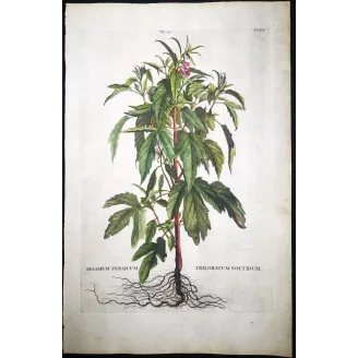 Sesame Plant – Munting Antique Botanical Engraving (1696)