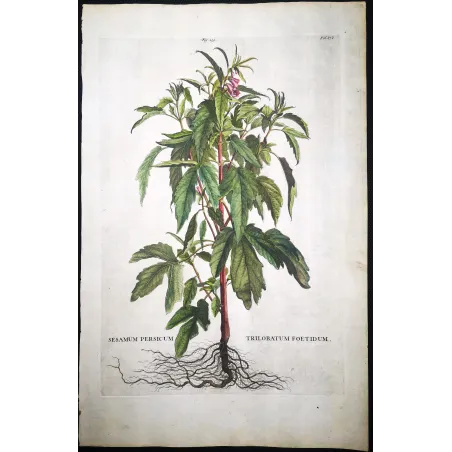 Sesame Plant – Munting Antique Botanical Engraving (1696)