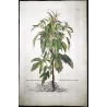 Sesame Plant (Sesamum indicum) – Antique Hand-Colored Botanical Engraving by Abraham Munting (1696)