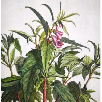 Sesame Plant – Munting Antique Botanical Engraving (1696)