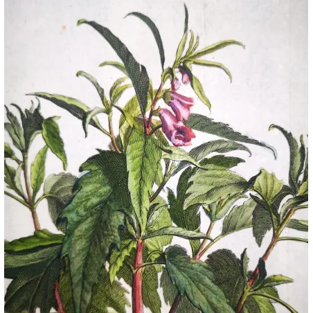 Sesame Plant – Munting Antique Botanical Engraving (1696)
