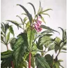 Sesame Plant (Sesamum indicum) – Antique Hand-Colored Botanical Engraving by Abraham Munting (1696)