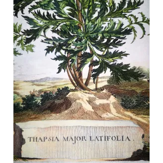 Thapsia Major – Munting Antique Botanical Engraving (1696)