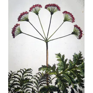 Thapsia Major – Munting Antique Botanical Engraving (1696)