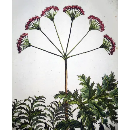 Thapsia Major – Munting Antique Botanical Engraving (1696)