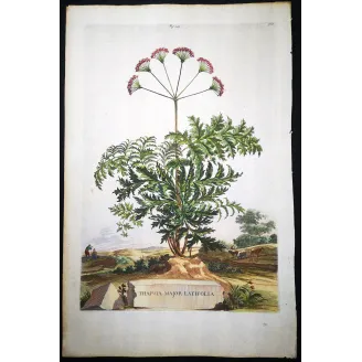 Thapsia Major – Munting Antique Botanical Engraving (1696)