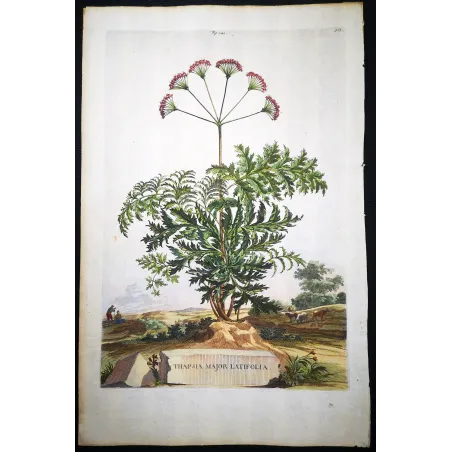 Thapsia Major – Munting Antique Botanical Engraving (1696)
