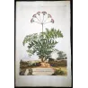 Thapsia Major (Thapsia latifolia) – Antique Hand-Colored Botanical Engraving by Abraham Munting (1696)