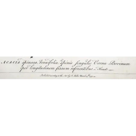 Acacia Engravings Set – Ehret Botanical Prints (1755)