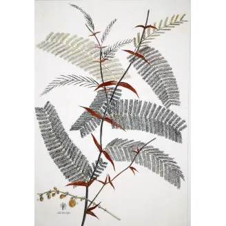 Acacia Engravings Set – Ehret Botanical Prints (1755)