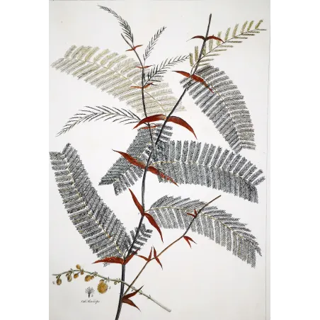 Acacia Engravings Set – Ehret Botanical Prints (1755)