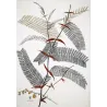 Ehret Georg Dionysius – Acacia Botanical Suite (3 Engravings)  Antique Prints (1755)