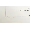 Ehret Georg Dionysius – Acacia Botanical Suite (3 Engravings)  Antique Prints (1755)