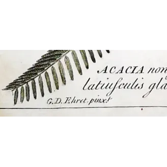 Acacia Engravings Set – Ehret Botanical Prints (1755)