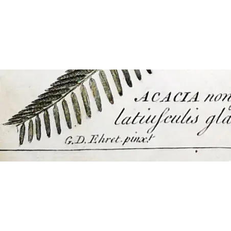 Acacia Engravings Set – Ehret Botanical Prints (1755)