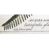 Ehret Georg Dionysius – Acacia Botanical Suite (3 Engravings)  Antique Prints (1755)