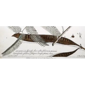Acacia Engravings Set – Ehret Botanical Prints (1755)