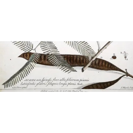 Acacia Engravings Set – Ehret Botanical Prints (1755)