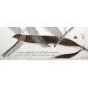 Ehret Georg Dionysius – Acacia Botanical Suite (3 Engravings)  Antique Prints (1755)